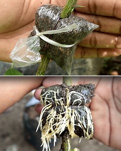 2.2M views · 8.6K reactions | Ini cara menangkok yang baik dan benar | Grafting Examples | Facebook