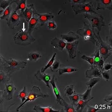 Ready, Set, Replicate