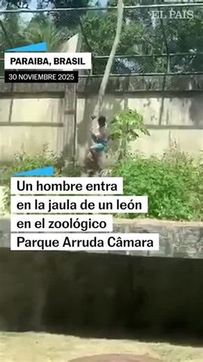 ⚠️ CONTENIDO SENSIBLE ⚠️ 🇧🇷📹 Un hombre muere atacado por un león en un zoo de Brasil tras colarse en su jaula https://dozz.es/lg24m6 | EL PAÍS México
