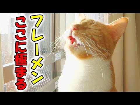 funny cat showing flehmen response / 猫が見せた極上のフレーメン反応【おもしろ】