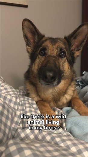 Benson is the cutest wild animal ever 🥺