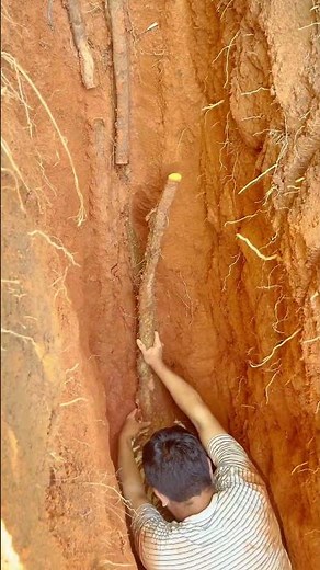 Excavating a Massive, Deeply Buried Plant Root