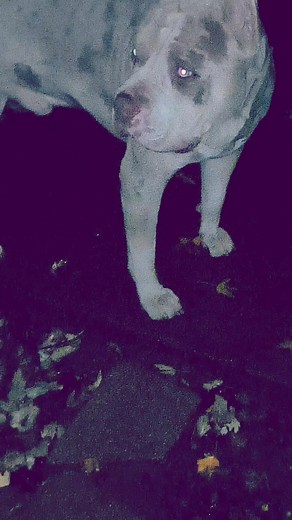 # culture bully camp #bullylife #doglife #american xl bully | Ernie Dance