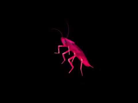 Cockroach dancing 💃 for 1 hour