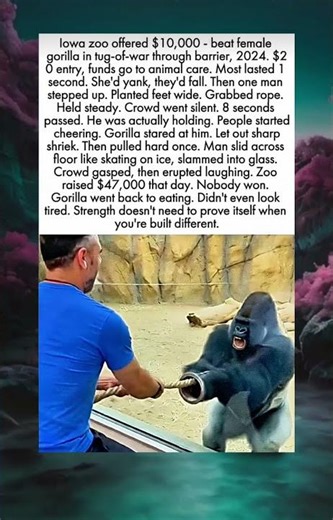 The Gorilla Tug-of-War – Nobody Won