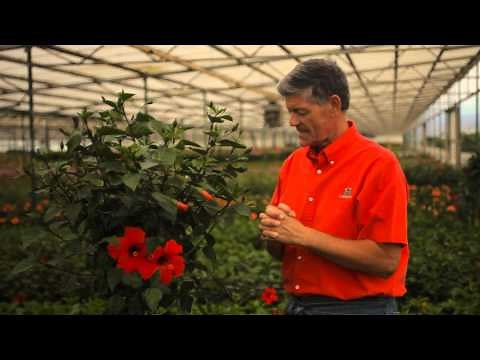 How to Overwinter a Hibiscus Tree : Garden Savvy