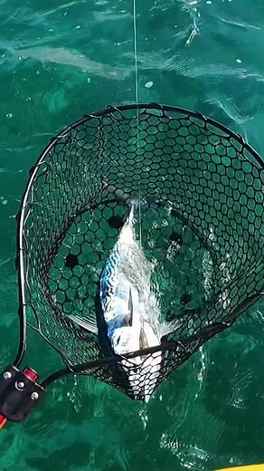 サップがあれば釣りの幅が広がります #サップフィッシング #漕遊 #宮古島 #ライトゲーム #沖縄ライトゲーム #リーフフィッシング #カヤックフィッシング #スマガツオ #sup #supfishing#supfishingk #souyustickadventure #kayakfishing