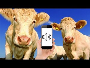 Cow Moo Moo Part 4 | Cow Sounds