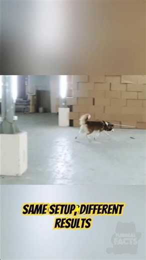 This Simple Test Reveals Everything About Animal IQ