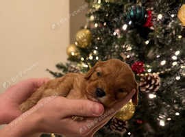 Stunning F1B Cavapoo Puppies - £2,000