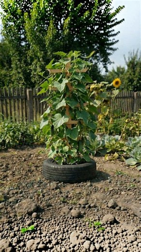 DIY Cucumber Trellis Idea Using Old Tire #gardening #agriculture #diy #gardeningtips | Back To Home