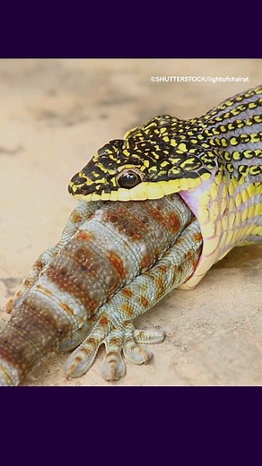 Can snakes really dislocate their jaws to eat? 😨 Find out more in this jaw-dropping Surprising Science. 🐍 #Snakes #Reptiles #AnimalFacts #Nature #NaturalHistoryMuseum #NaturalHistory #LondonMuseums #London | Natural History Museum, London