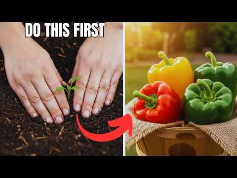 Never Plant Bell Peppers Until You Do This (Up to Double the Harvest)