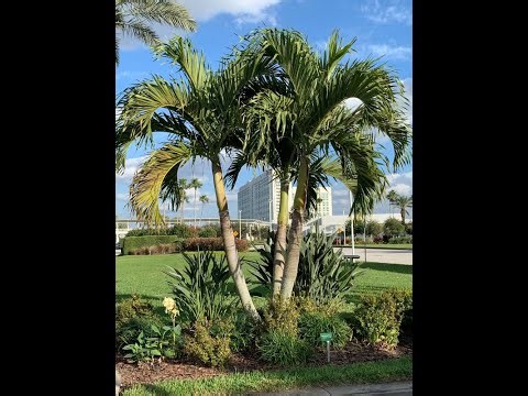 Adonidia merrillii Christmas Palm