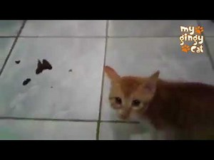 cat gets very angry at the mirror and starts poop LOL