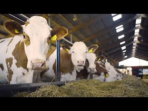 From manure to energy (part 1) – biogas plant in coop. with the Meerwarth farm
