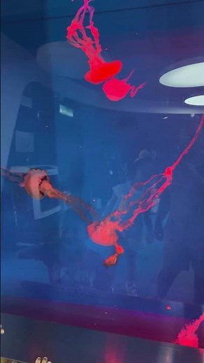 Mesmerizing Jellyfish: Nature’s Floating Rainbows! 🌈🌊