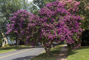 How to Fertilize Crepe Myrtles & The 7 Best Fertilizers
