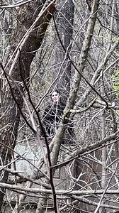 Having a “Where’s Waldo” moment while exploring secret bridges throughout Vevay, Indiana! 🖤 Who wants to come explore?! 🙋🏻‍♀️ | Hello Vevay