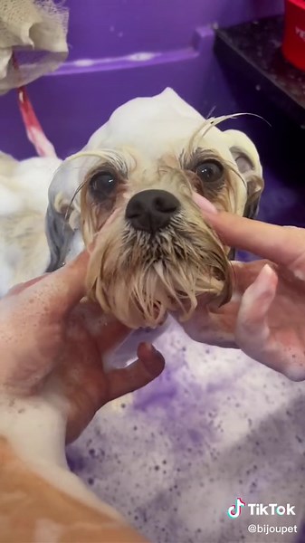 Pachetul Ruby - Servicii complete de îngrijire pentru cățeluși