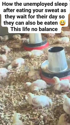 They eat like there's no tomorrow and later sleep like queens😅 | Edith Mwene