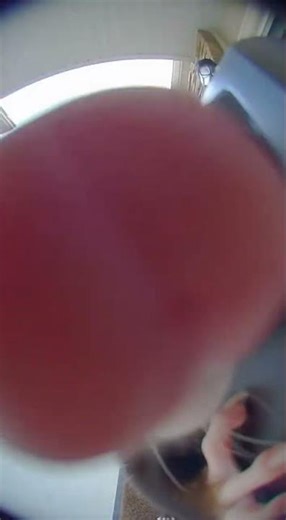 Curious Possum Climbs Camera Pole!