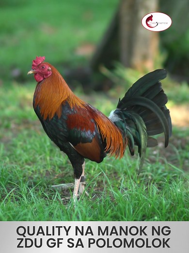 Quality na Manok ng ZDU Gamefarm sa Polomolok, South Cotabato