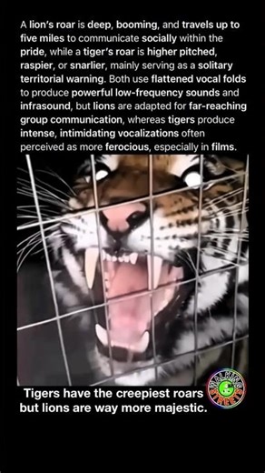 Why a lion’s majestic roar can travel for miles while a tiger’s sends chills up close 🦁🐯