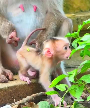 Rockstar Mom Left... Baby monkey Rockstar crying much shaking his body rolling on the ground #monkeys | Monkey TV