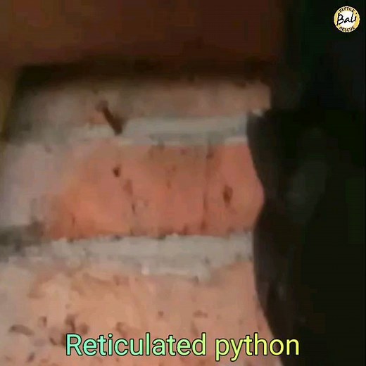 Rescued a Reticulated python was done by Gung Adi The reticulated python (Malayopython reticulatus) non-venomous Sanca kembang Sanca batik Reticulated python Malayopython reticulatus Tidak berbisa Reticulated python, ular terpanjang di dunia dan tidak berbisa ini. Ular yang sangat mudah beradaptasi ini muncul di berbagai habitat. Ular ini adalah perenang yang sangat baik, dan bisa berenang dengan cepat di kedalaman. Common Names : Reticulated Python. Reproduction oviparous. Habitat: partly arbor