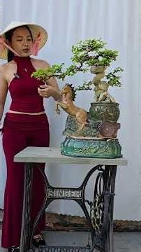 Bonsai Ung | Sharing this Streblus asper bonsai with you. Please contact Ung at 0934 094 679 for ...