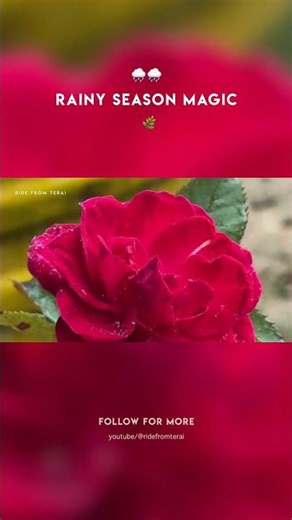 Rainy Season Magic 🌧️ | Birds, Mountains & Nature Sounds