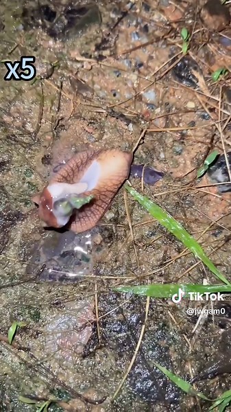 Glue to eradicate African snails—let's work together to eliminate invasive species carrying viruses.#snail #virus