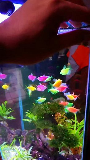 Beautiful Glofish in Colorful Aquarium