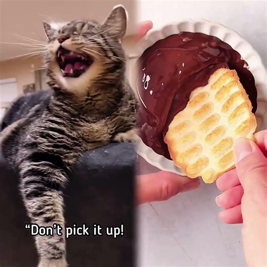 Whoa, Penny! That was way too close! #talkingcat