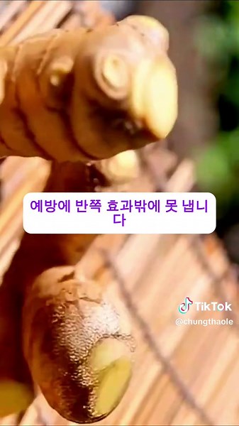 생강차 만들기 비법: 면역력 높이는 5가지 방법