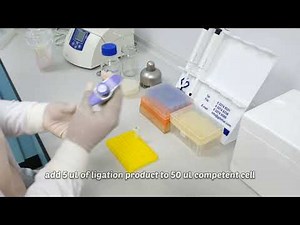 TA cloning and blue white colony selection