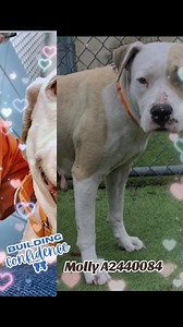 1.5K views · 67 reactions | 9-8-25 In temp foster MOLLY A2440084...