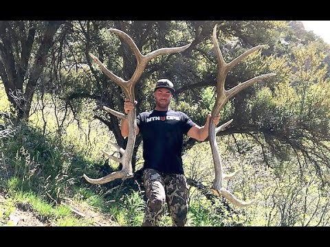 HOW TO SCORE ELK ANTLERS