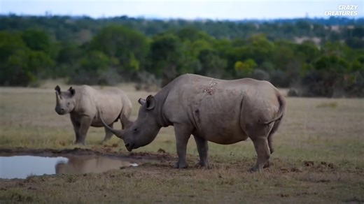 Watch what happens when moving rhinos becomes urgent for their survival