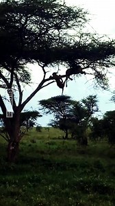 2.6M views · 10K reactions | hanging - a lioness descends from a tree! #fbreels #lions #lioness #animals #wildlife | Roy Zever | Facebook
