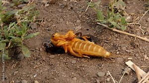 mole cricket is molting its skin. mole cricket in the nature. close up mole cricket. animals, animal, insects, insect, bugs, bug, wildlife, wild nature, forest, woods, farm, agriculture, garden, park