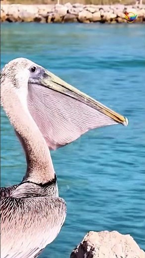 Massive Fish Devoured by Hungry Pelican!