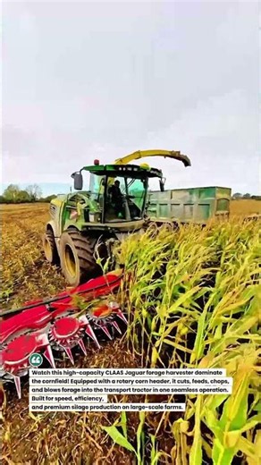 CLAAS Jaguar Corn Harvest Beast! 🌽🚜 Massive Silage Power #CornHarvest #CLAAS #Farming