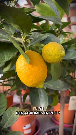 2.6K views · 794 reactions |  5 erreurs à ne pas faire avec tes agrumes en pot Les agrumes sont magnifiques… mais un peu capricieux ! Un bon drainage et arrosage, beaucoup de lumière, de l’engrais au bon moment et une mise à l’abri au bon moment : le combo gagnant pour des agrumes sains et productifs  Qui a des agrumes ici ? #jardinerie #normandie #pepiniere #plantes #jardin #saintamourcréation #jardinage #conseil #agrumes | Saint-Amour Création | Facebook