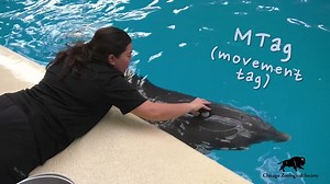 #BrookfieldZoo and #SheddAquarium, are participating in the Cetacean Welfare Study to see how physical habitat, environmental enrichment, and animal training affects the welfare of cetaceans in zoos and aquariums worldwide. #WildlySurprising | Brookfield Zoo Chicago