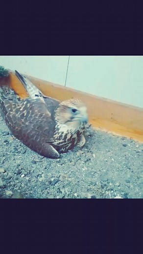 zakariya6677 على TikTok