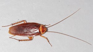 Man in Japan burns own apartment while trying to kill cockroach