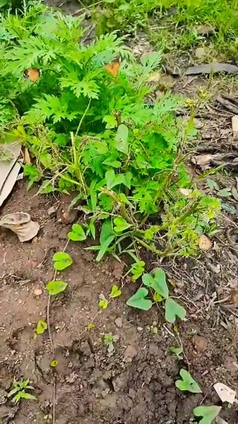 touching and catching butterfly with hand in our garden
