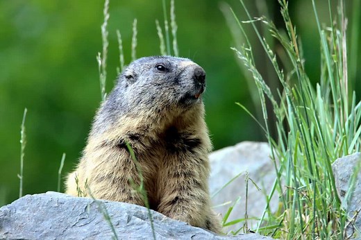 Groundhogs and Their Drinking Behavior (Questions & Answers)